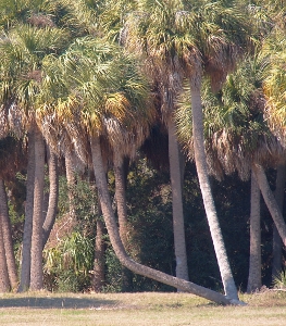 [Palm tree with bottom half of trunk growing at a 30 degree angle to the ground. Rest of trunk runs upright.]